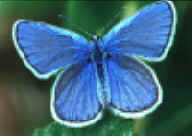 Male Karner Blue 